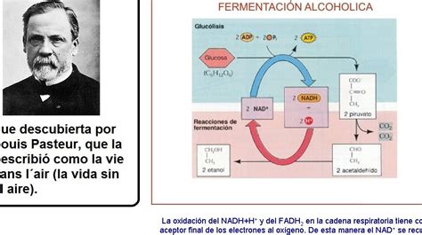 Esquema del proceso de alta fermentación y segunda fermentación en botella