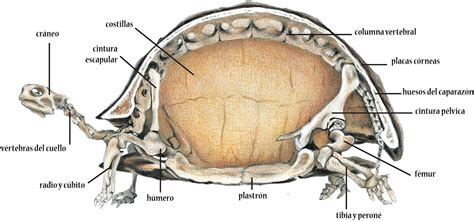 Separando el cuerpo del caparazón del centollo