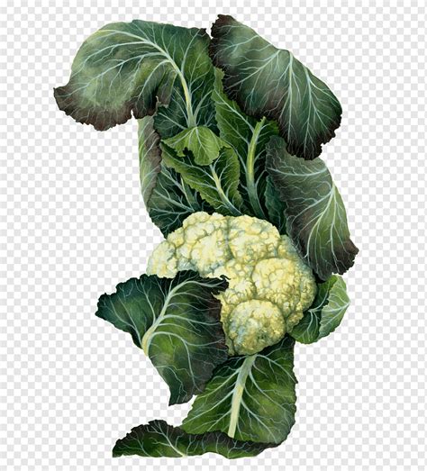 Ilustración botánica de la coliflor