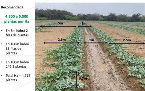 Esquema de densidad de siembra en un campo de coliflor
