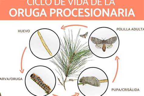 Ciclo de vida de la polilla de la col (Pieris brassicae)