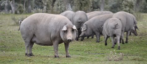 Cerdo Ibérico