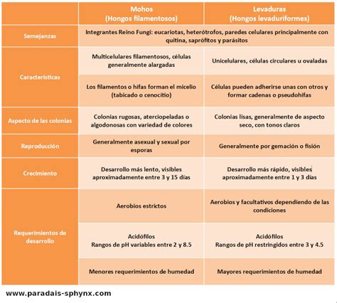 Esquema comparativo entre levadura, moho y seta