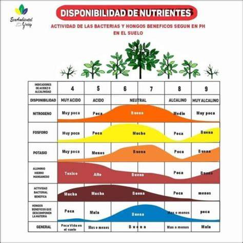 Esquema de biodisponibilidad de nutrientes