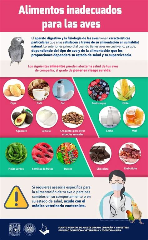 Alimentos prohibidos para loros