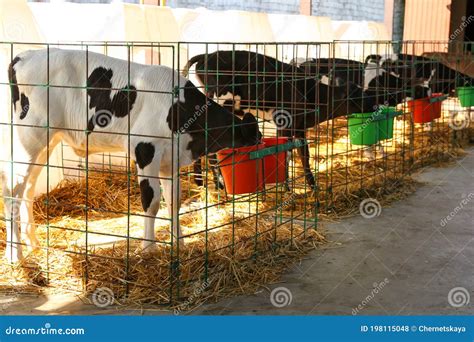 Terneros comiendo en una granja con bebederos