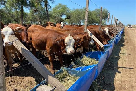 Corral de terneros con espacio y sombra para el destete precoz