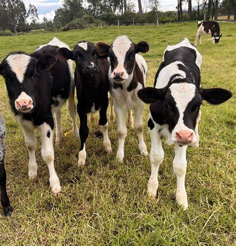 Terneros Holstein saludables