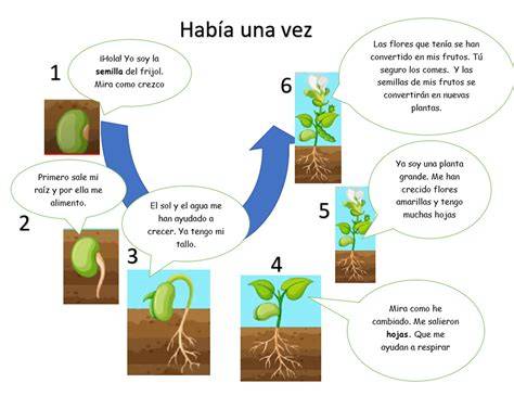 Esquema de las etapas de cocción y