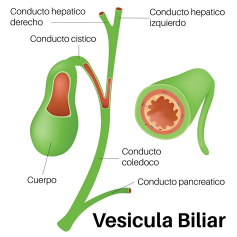Esquema del sistema digestivo humano, señalando la vesícula biliar