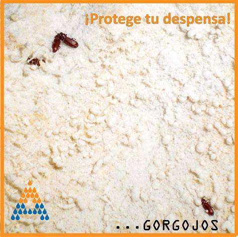 Gorgojos en la harina