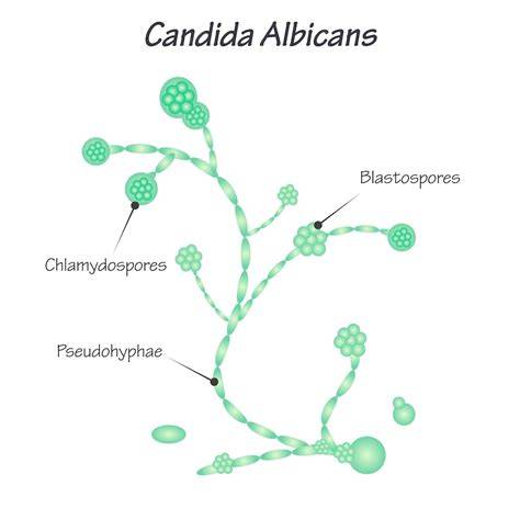 Estructura de la levadura Candida utilis