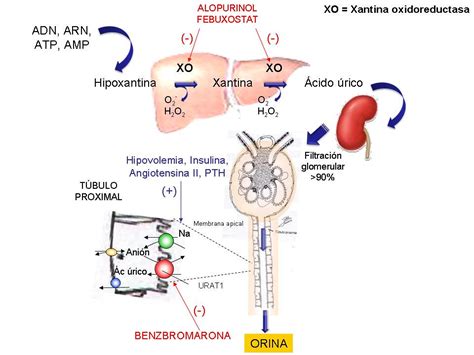 Esquema del metabolismo del ácido úrico