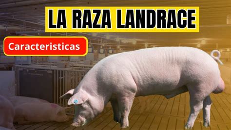 Mapa de la distribución global de la raza de cerdo Landrace