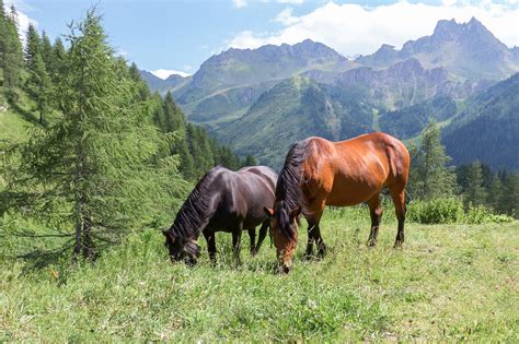 Caballos en un entorno natural