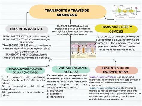 Esquema sobre el transporte de équidos