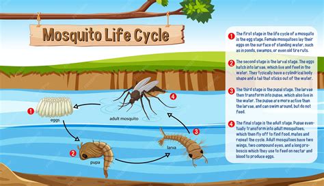 Infografía: Ciclo de vida del mosquito