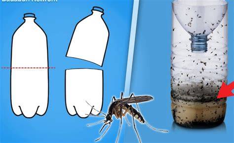 Esquema: Montaje de la trampa casera para mosquitos con botella
