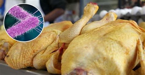 Esquema de las bacterias más comunes en el pollo crudo: Campylobacter, Salmonella y Clostridium perfringens
