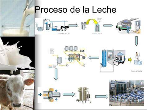 Infografía del proceso de elaboración de la leche, desde el ordeño hasta el envasado