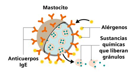 Esquema del sistema inmunitario en una reacción alérgica