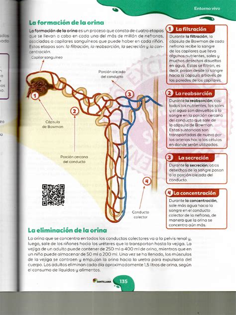 Esquema de la formación de HAP y AAH al cocinar carne a la parrilla