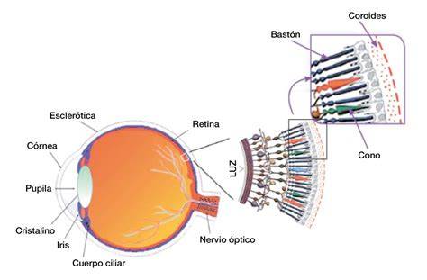 Ojo humano y estructura de la retina