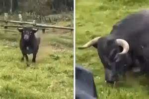 Un toro bravo compartiendo un momento cotidiano en una finca rural