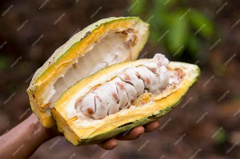 Moscas de la fruta visitando una vaina de cacao abierta