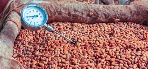 Fermentando granos de cacao en Filipinas