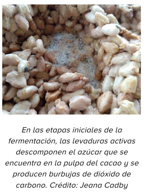 Burbujas de dióxido de carbono durante la fermentación inicial del cacao