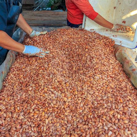 Trabajadores rotando cajas de fermentación para airear el cacao
