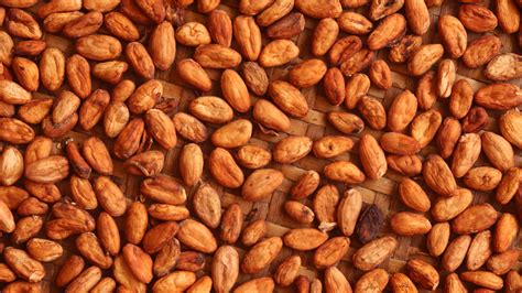 Granos de cacao fermentados, cortados para revelar jugos oxidados