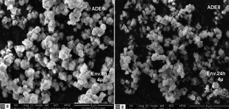 Microscopía electrónica de barrido de la levadura encapsulada