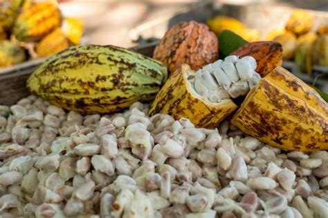 Productor revisando cestas de cacao fermentando cubiertas con hojas de banano