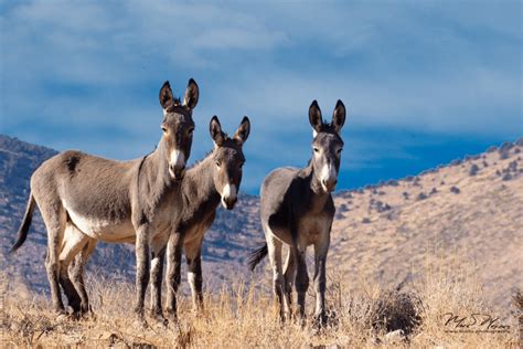 Fotografía de burros en un entorno natural.