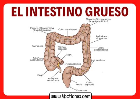 Esquema del intestino grueso con divertículos