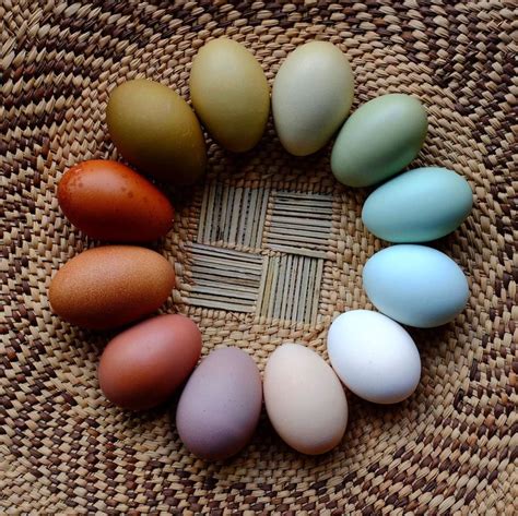 Variedad de huevos con diferentes colores y tamaños