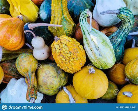 Calabazas de diferentes formas y colores