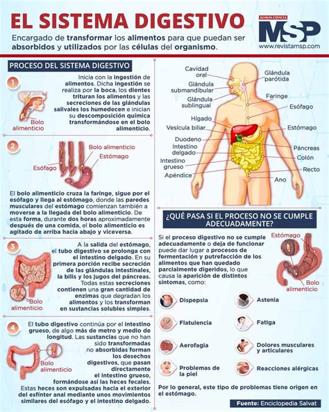 Infografía sobre el sistema digestivo y posibles afecciones alimentarias