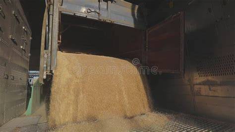 Camiones descargando trigo en una planta de molienda