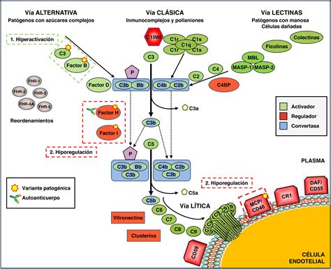 Esquema de la acción de las lectinas en el intestino