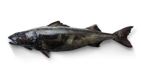 Plato de bacalao negro de Zuma London
