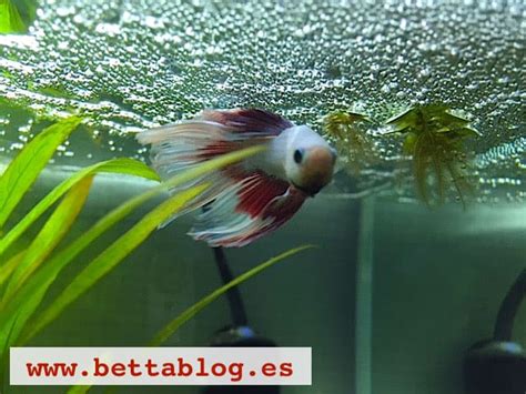 esquema de un nido de burbujas de betta