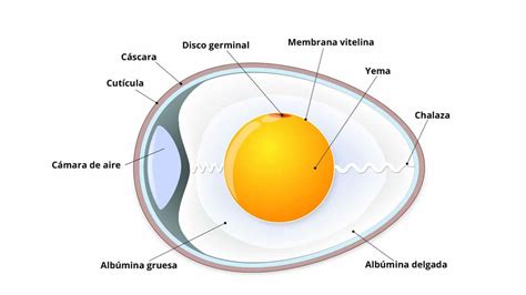 Esquema de la composición de un huevo y la cámara de aire