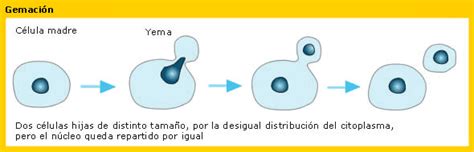 Esquema de la reproducción por gemación de levaduras