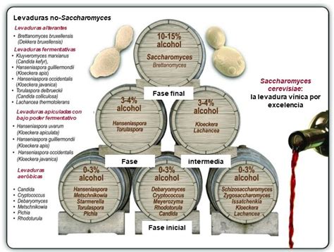 Dinámica poblacional de diversas especies de levaduras durante la fermentación del vino