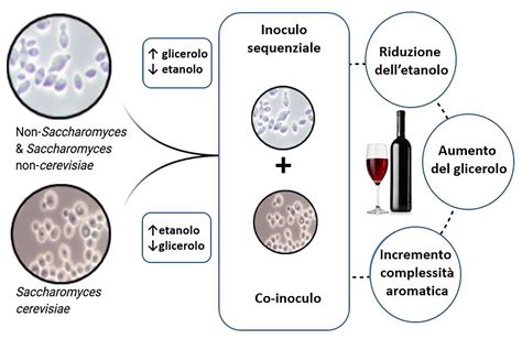 Efecto de la co-inoculación de especies no-Saccharomyces spp. en el aroma del vino