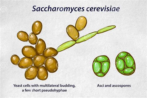 Árbol filogenético de linajes de Saccharomyces cerevisiae en la producción de bioetanol