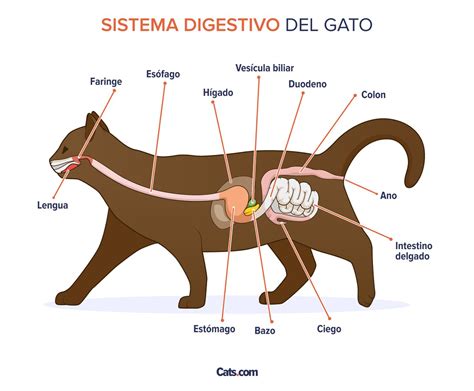 Comparación del sistema digestivo de gatos, perros y humanos